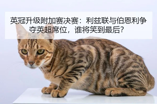 ying-guan-sheng-ji-fu-jia-sai-jue-sai-li-zi-lian-yu-bo-en-li-zheng-duo-ying-chao-xi-wei-shui-jiang-xiao-dao-zui-hou-2-716.jpg